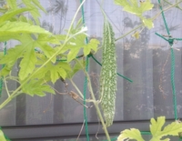 IMG_20120725_070916.jpg
