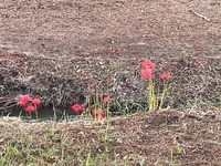 IMG_5226.jpg