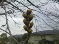 ���̉Ԃ��Q