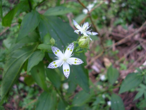 �A�P�{�m�\�E