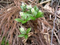 �ЂƂ肵����