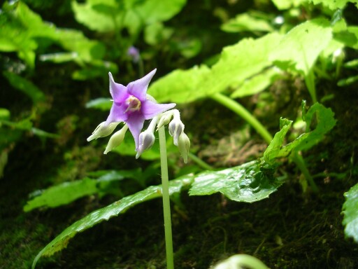 �C���^�o�R