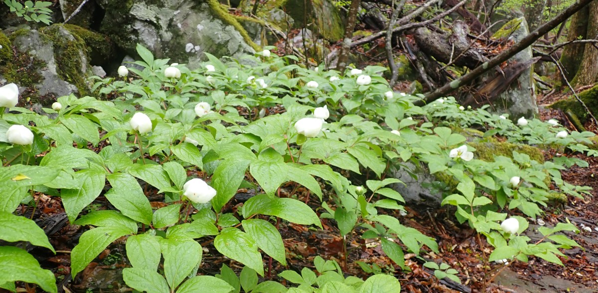 ���}�V���N���N�̌Q��