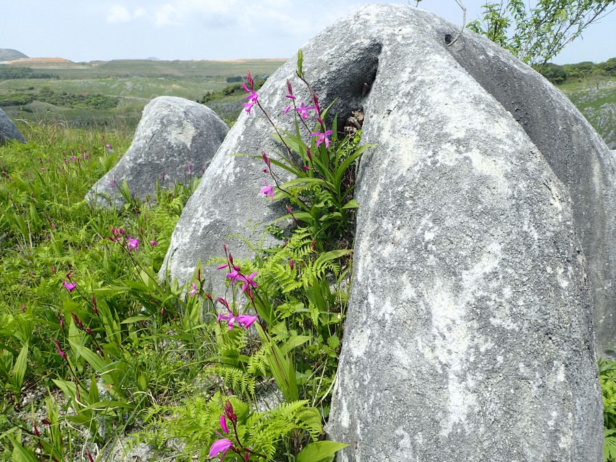 �V�����i�����j