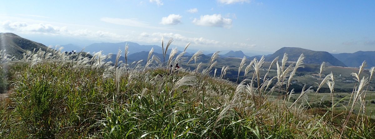 �����F�̃X�X�L�̕�