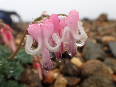 ���R�A���̏���