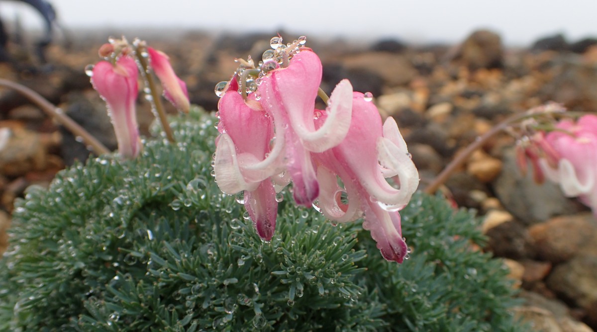 �R�}�N�T�̉�